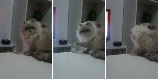 Sahibinde Sinir Katsayısı Bırakmayan Kedi