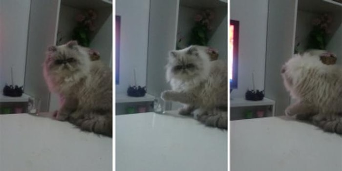 Sahibinde Sinir Katsayısı Bırakmayan Kedi