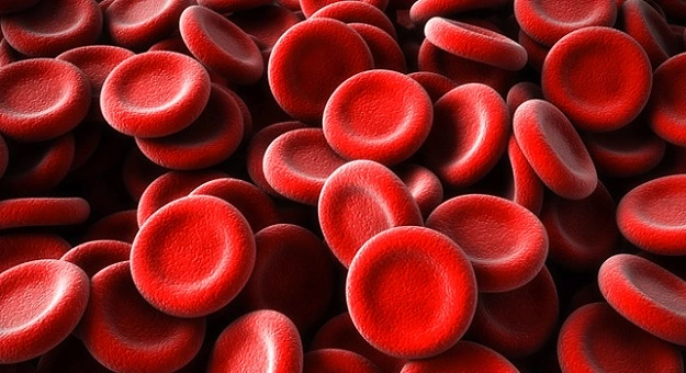 Çoğu kanımızda olmakla birlikte vücudumuz yaklaşık 0.2 miligram altın barındırır.