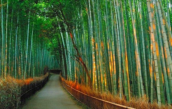 3. Kyoto'nun Bambu Parkuru