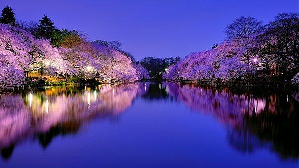 14. Cherry Blossom River