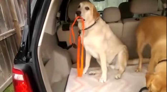 Bagaj Kapısının Kapanıp Parka Gidebilmek İçin Tasmasını Kendi Toparlayan Köpek