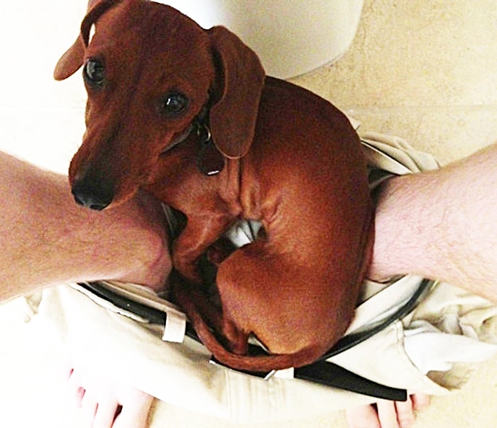 Banyoda Bile Rahat Bırakmayan 18 Köpek