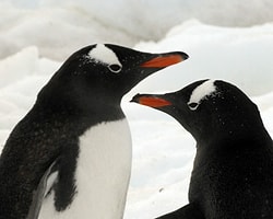 Penguenler Balıkları Tat Almadan Yutuyor