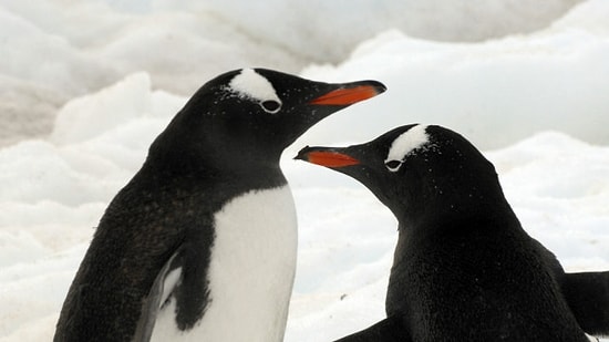 Penguenler Balıkları Tat Almadan Yutuyor