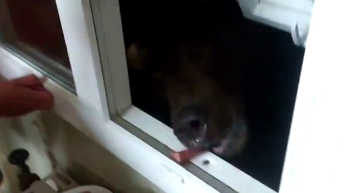 Camının Önünde Ayı Besleyen Adam