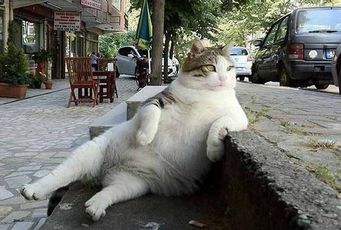 Rahatından Hiç Ödün Vermeyen Paşa Gönüllü 31 Tatlı Kedi