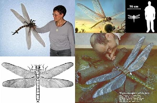 1- Uçabilen En Büyük Böcek Türü / Meganeuropsis