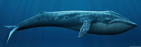 7- En Büyük Memeli Türü / Blue Whale