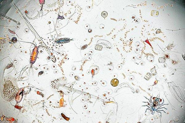 5. Bir damla deniz suyunun mikroskop altında görüntsü