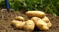 Sadeliği ve Basitliği ile Patatesin Bize Öğrettiği Çok Önemli 15 Şey