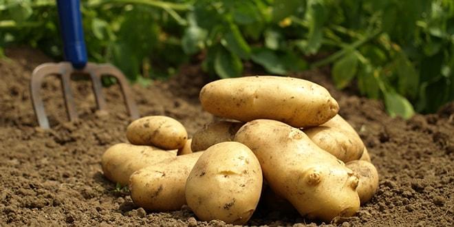 Sadeliği ve Basitliği ile Patatesin Bize Öğrettiği Çok Önemli 15 Şey