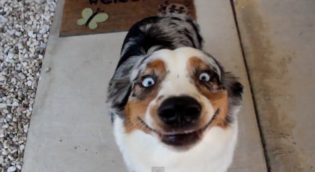 9. Hayatın ve evrenin karmaşasını anlayamayan bu köpek, artık daha fazla idare edemeyecek