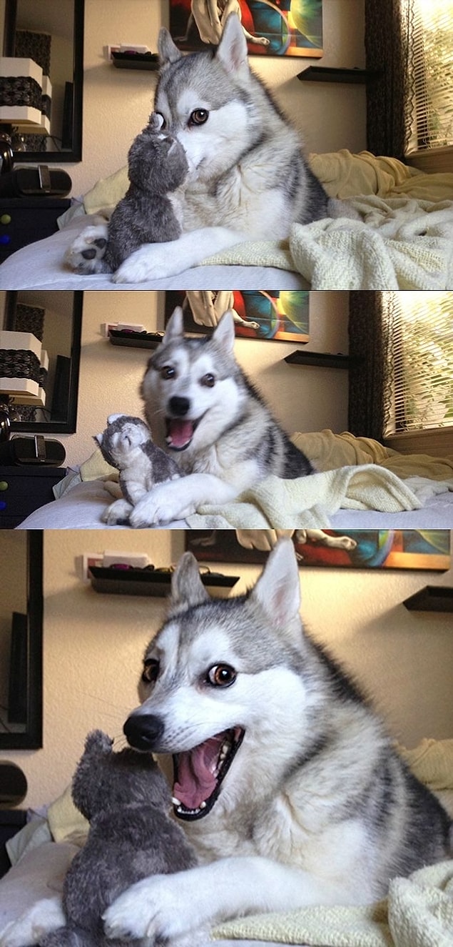 12. Ve oyuncağını idare edemeyen bu köpek... Nasıl idare edebilir ki?