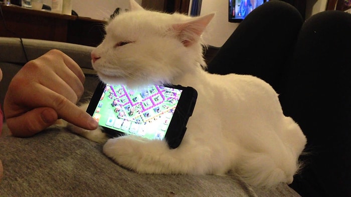 Yatarken Telefonunuzu Tutmak Zor mu Geliyor? Kedinizi Kullanın