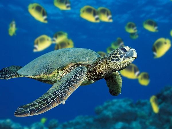 7. Deniz Kaplumbağası