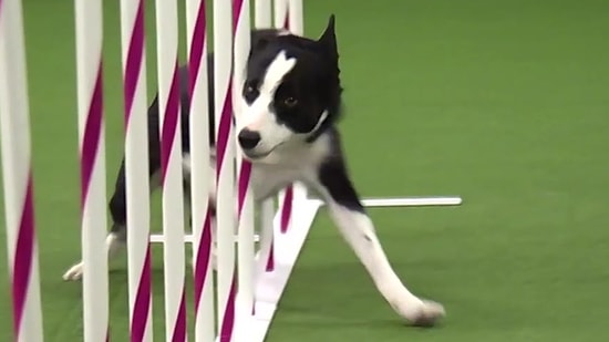 Dünyanın En Hızlı Parkur Köpeği
