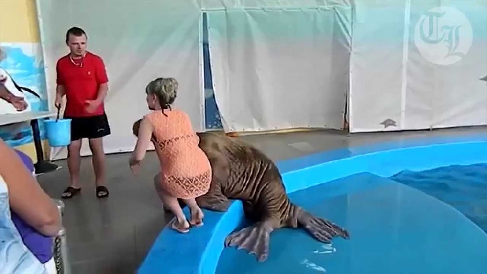 Fotoğraf Çektirdiği Kızın Kalçasına Şaplak Atan Deniz Ayısı