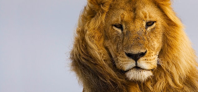 3. lion
