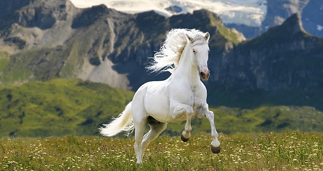 1er cheval