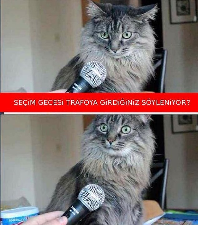 BONUS : Transformer Cat