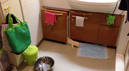 Gelinciğin Kendine İlginç Yuva Yapma Şekli