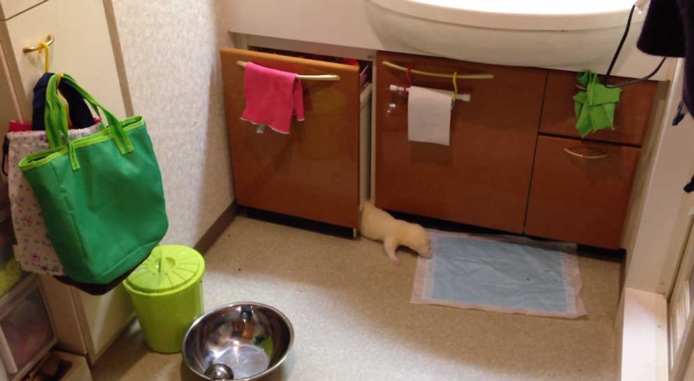 Gelinciğin Kendine İlginç Yuva Yapma Şekli