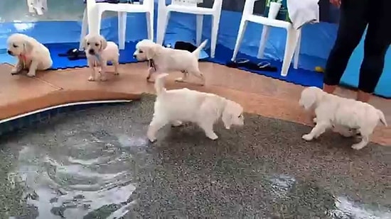 İlk Defa Suyla Buluşan Yavru Köpeklerin Şapşik Tepkileri