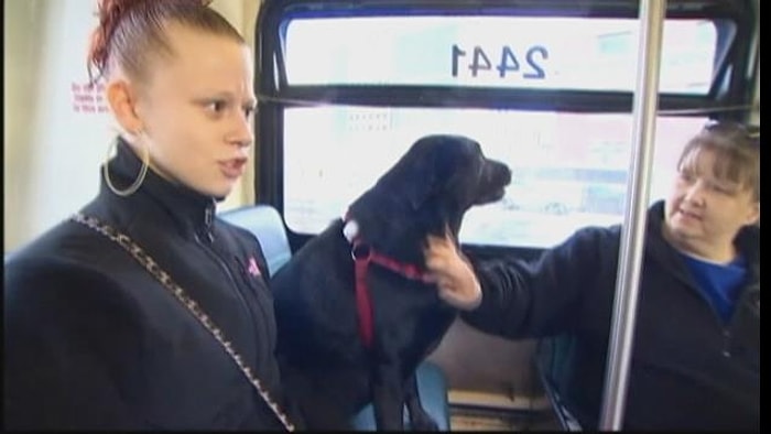 Her Gün Tek Başına Otobüse Binip En Sevdiği Parka Giden Siyah Labrador: "Eclipse"