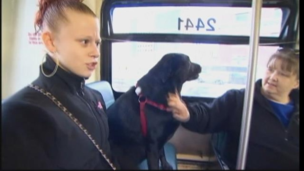 Her Gün Tek Başına Otobüse Binip En Sevdiği Parka Giden Siyah Labrador: "Eclipse"