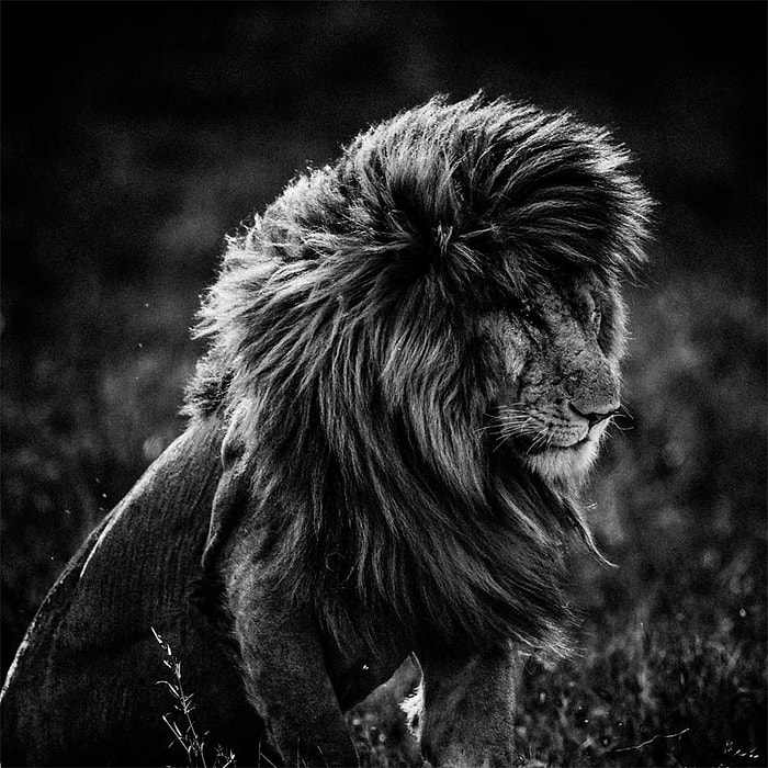 Ömrünü Afrika'daki Doğal Yaşamın Korunmasına Adayan Laurent Baheux'un Objektifinden 23 Eşsiz Fotoğraf