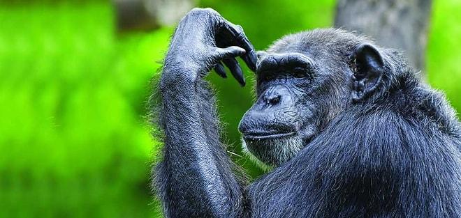 Şempanzeler De Dil Öğrenebiliyor!