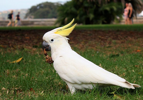 1. Cockatoo Papağanı "Bird"