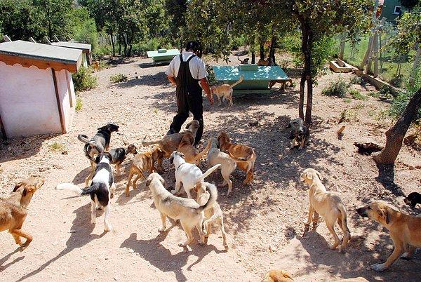 6. Bursa'da 84 Sokak Köpeği Zehirlenerek Öldürüldü