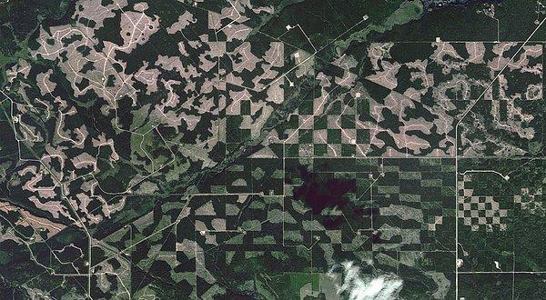 17. Alberta'da Burnstick Gölü yakınlarındaki ormancılık faaliyetleri, sismik çizgiler ve geçiş yolları.