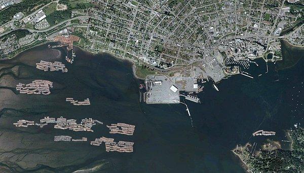 25. Britanya Kolombiyası'ndaki Nanaimo limanında yüzen kütükler.