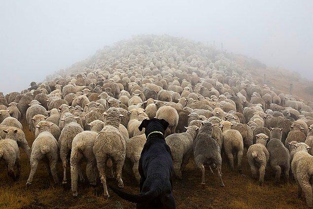 1. Sığırtmaç ve Çoban Köpekleri