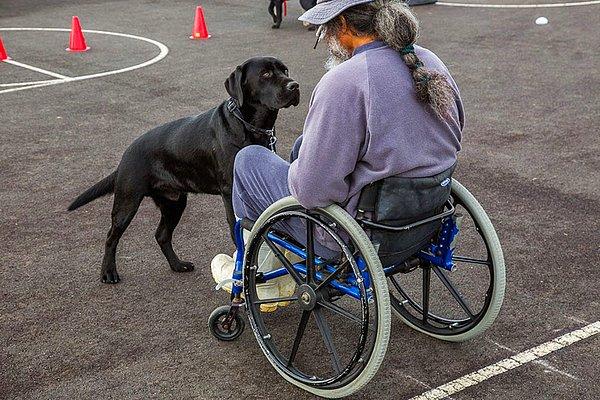 2. Yürüme Engelliler İçin Rehber Köpekler