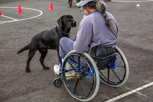 2. Yürüme Engelliler İçin Rehber Köpekler
