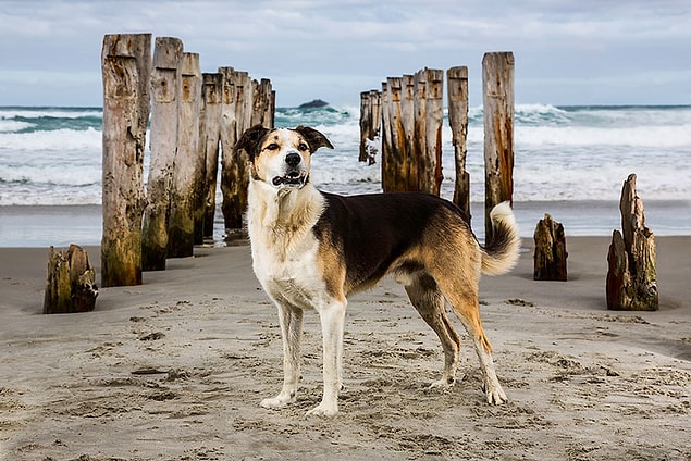 3. Arama Kurtarma Köpekleri