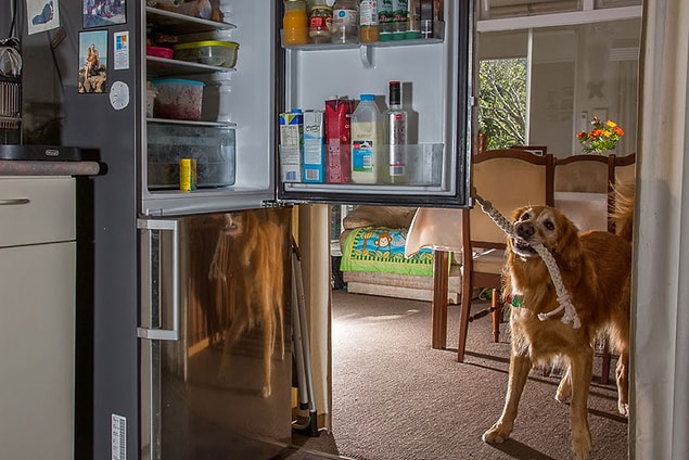 4. Epilepsi Hastaları İçin Rehber Köpekler