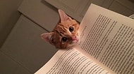 Sahiplerinin Kitap Okumasına Tamamiyle Karşı Olan 19 Evcil Hayvan