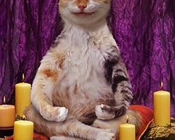 İçinden kedi geçen sanatçılar