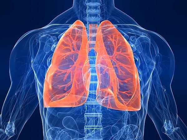 2. Yağ, akciğerlerinizin düzgün çalışmasını sağlar.