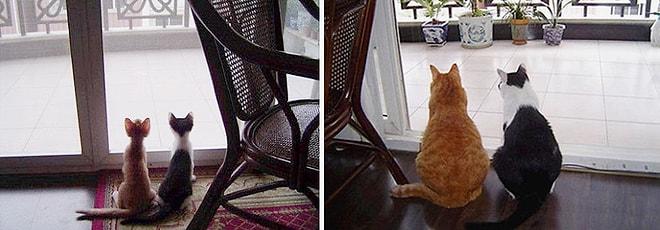 Dostluklarını Yıllarca Esirgemeyen Kedilerin 15 Öncesi-Sonrası Fotoğrafı