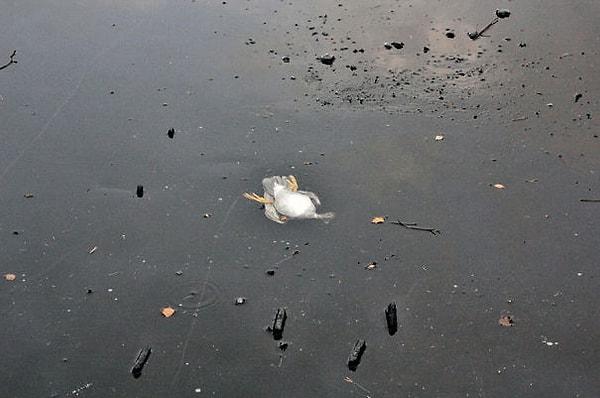 9. Norveçli bir adam, buz tutmuş göle girerek boğulmakta olan bir ördeği kurtarıyor.
