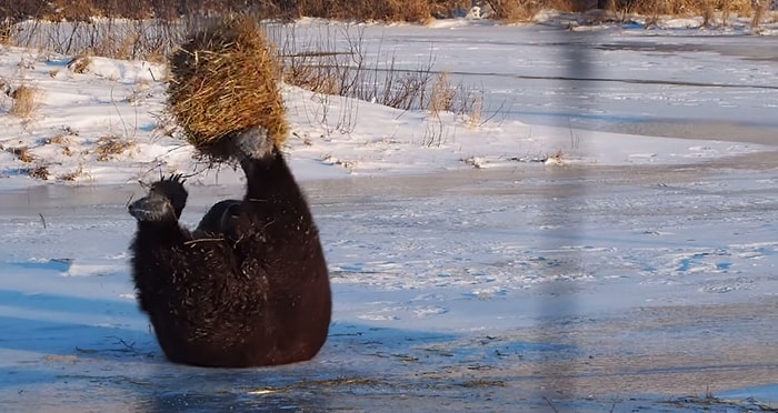 Ayının Saman ile Amansız Mücadesi