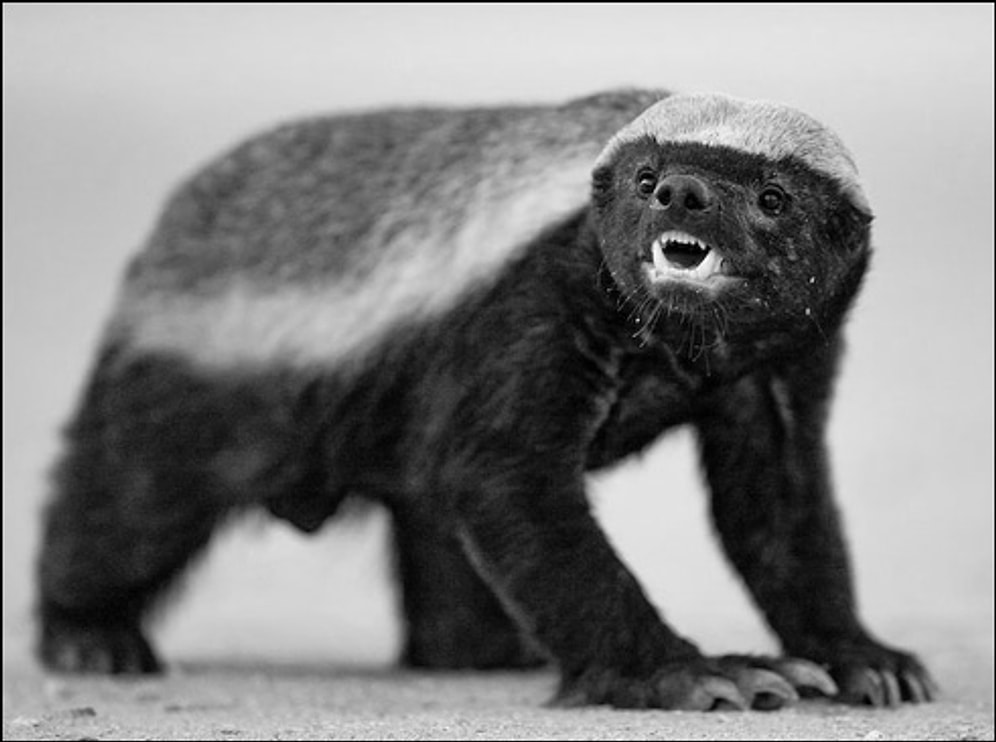 Bilinmeyen Yönleriyle Hayvanlar Aleminde 'Manyağın Oğlu' Olarak İsim Yapmış Bal Porsuğu