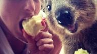 Avustralya'nın Yeni Trendi, Dünyanın En Neşeli Hayvanı Quokka ile Selfie