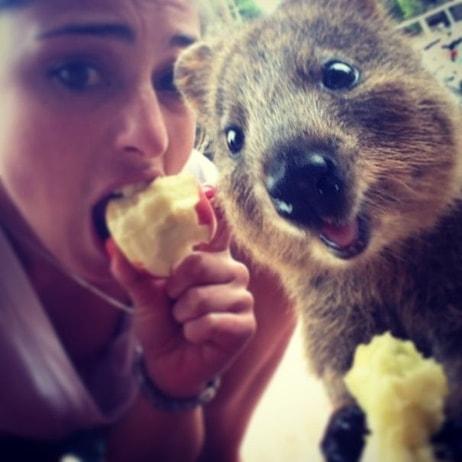 Avustralya'nın Yeni Trendi, Dünyanın En Neşeli Hayvanı Quokka ile Selfie